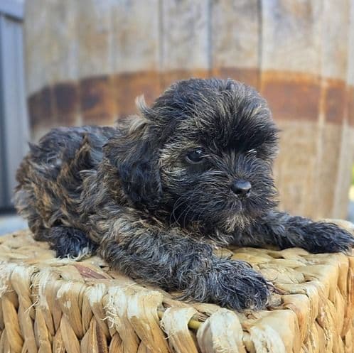 Lana - Shih-Poo Female