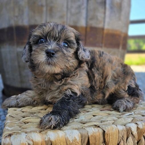 Lacey - Shih-Poo Female