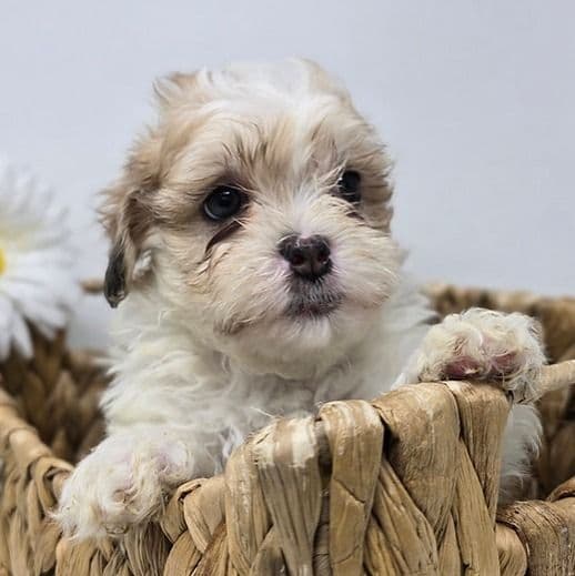 Jozie  - Shih-Poo Female
