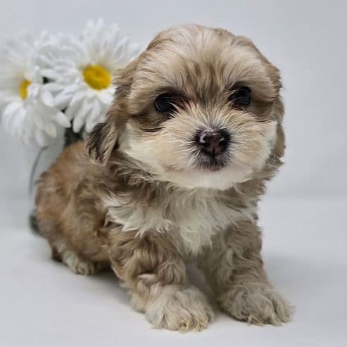 Julia - Shih-Poo Female