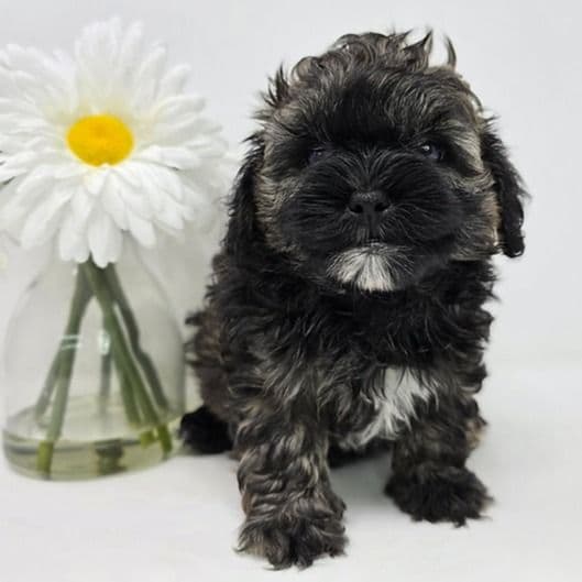 Jovi  - Shih-Poo Male