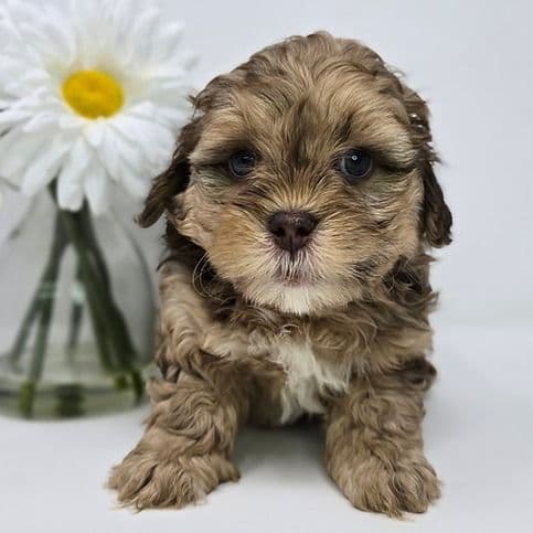 Jaxen  - Shih-Poo Male