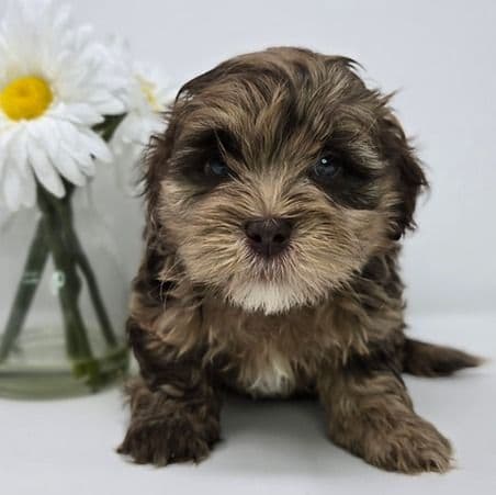 Jensen - Shih-Poo Male