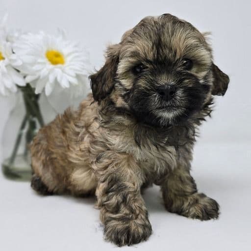 Jordy - Shih-Poo Male