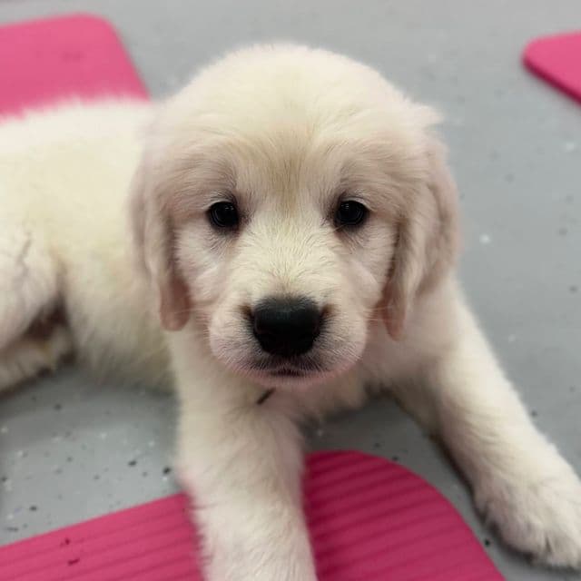 Myrcella’s Grey - Golden Retriever Male