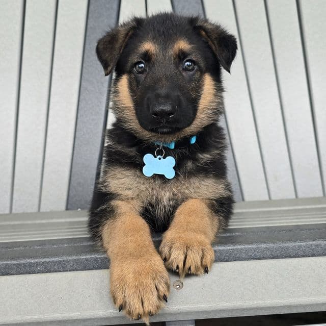 Simba - German Shepherd Dog Male
