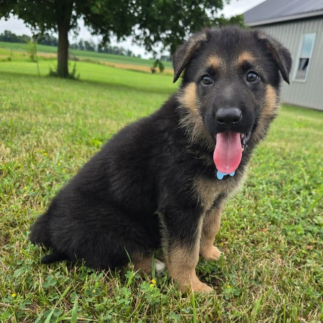 Simba - German Shepherd Dog Male