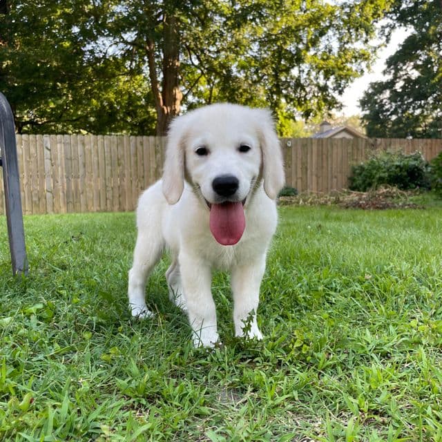 Sebastian - Golden Retriever Male