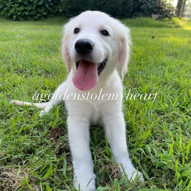 Danny - Golden Retriever Male