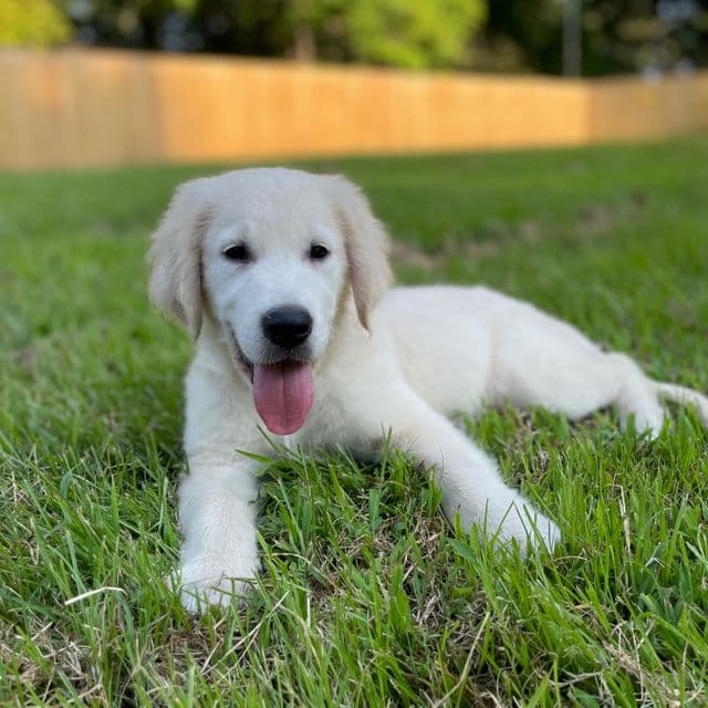 Max - Golden Retriever Male