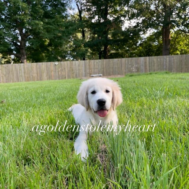 Ariel - Golden Retriever Female
