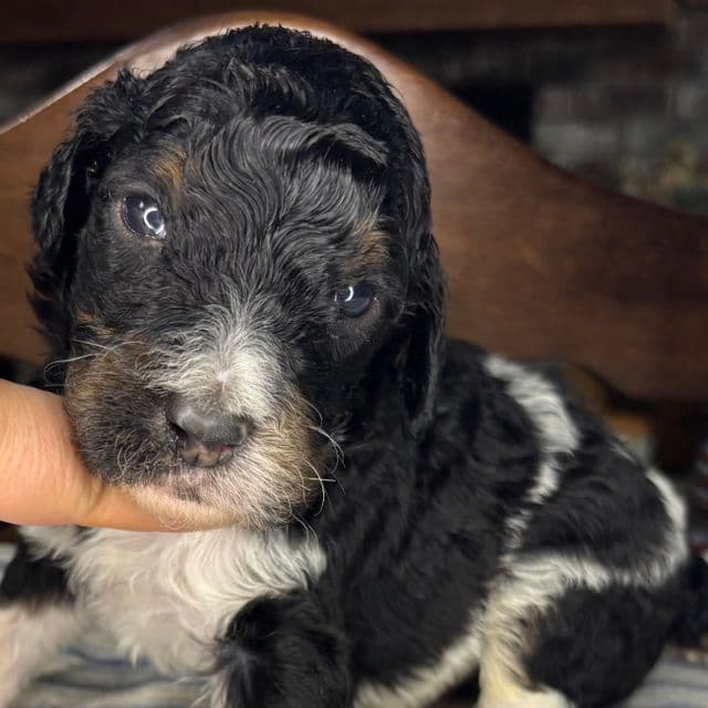 Badger - Standard Poodle Male