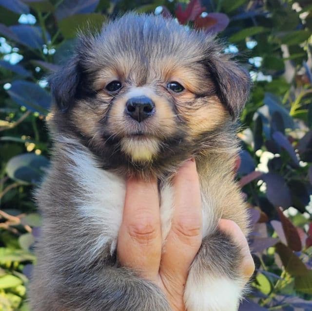 Coco - Shetland Sheepdog Female