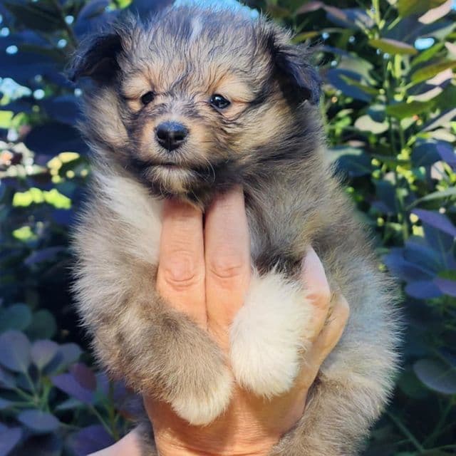 Hershey - Shetland Sheepdog Female