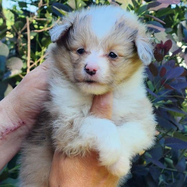 Sarah - Shetland Sheepdog Female