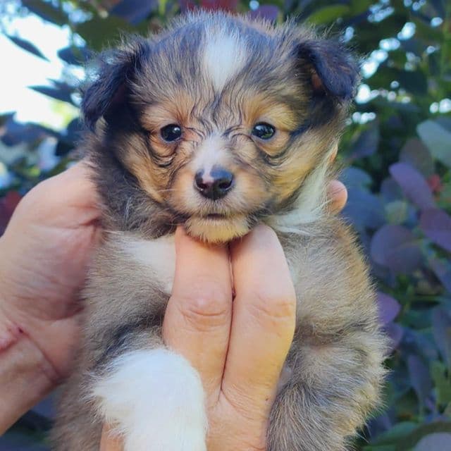 Gidget - Shetland Sheepdog Male