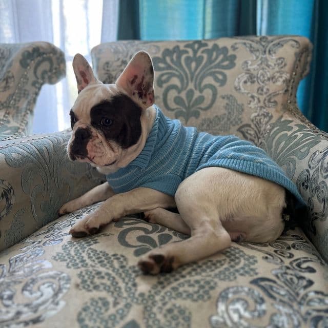Cosmos  - French Bulldog Male