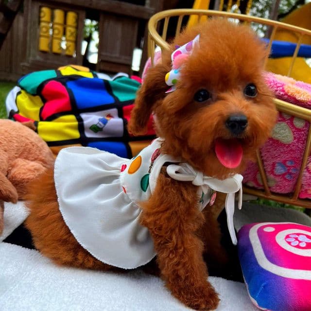 TinyTiffany  - Maltipoo Female