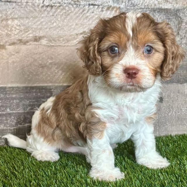 Dawson - Cavapoo Male