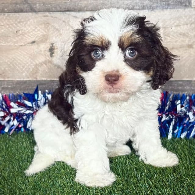 Carlie - Cavapoo Female
