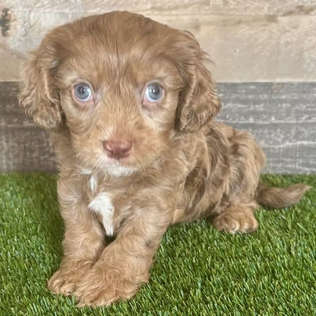 Dallas - Cavapoo Male