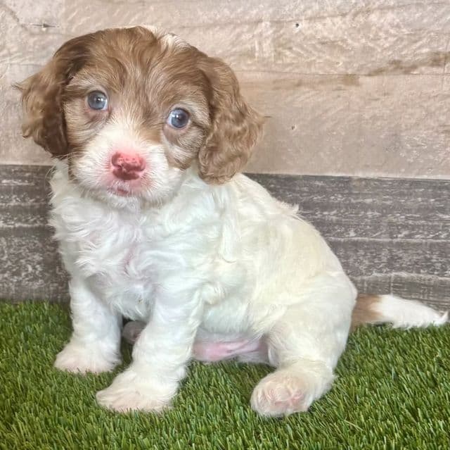 Dalton - Cavapoo Male