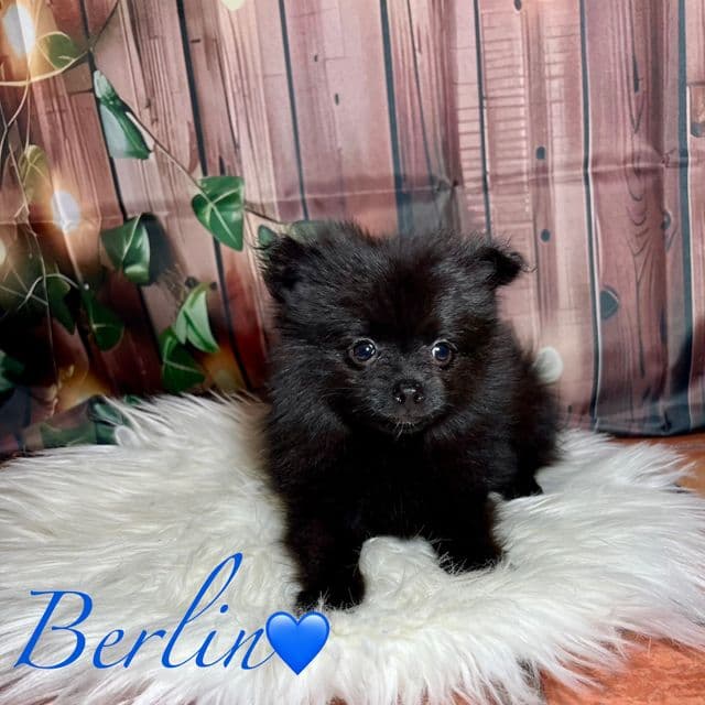 Berlin - Pomeranian Male