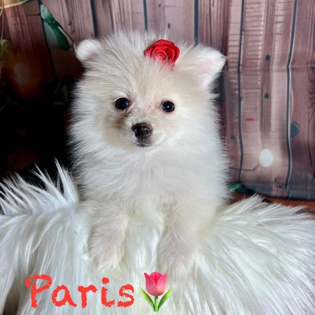 Paris - Pomeranian Female