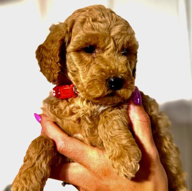 Red Girl - F1B - Goldendoodle Female