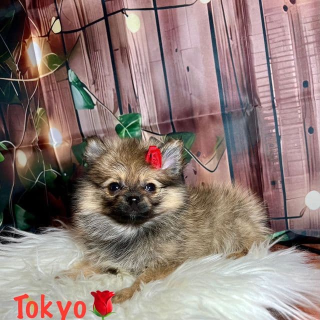 Tokyo - Pomeranian Female