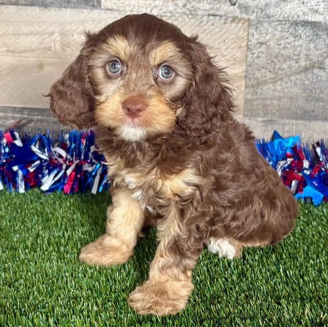 Caine - Cavapoo Male
