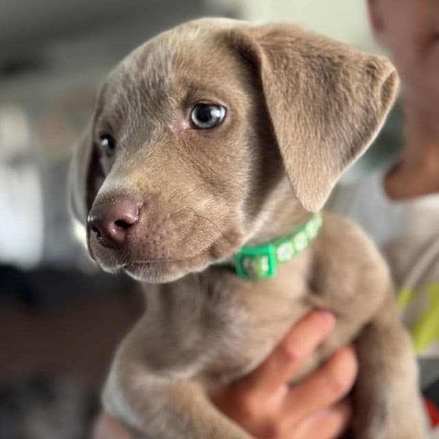 Green Boy - Labrador Retriever Male
