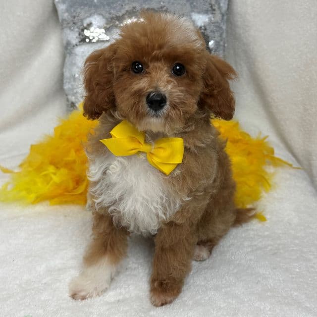 Riley Yellow Boy - Cavapoo Male