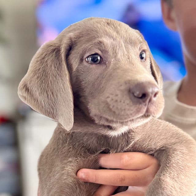 Brown Boy - Labrador Retriever Male