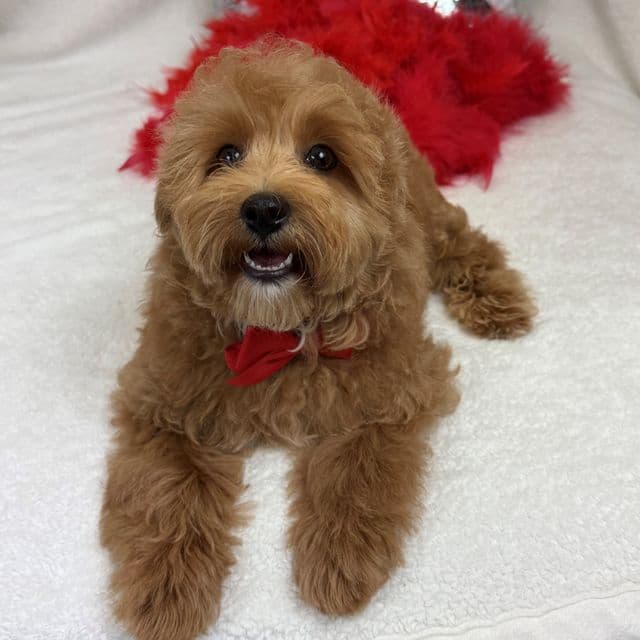 Rae Rae Red Boy - Cavapoo Male