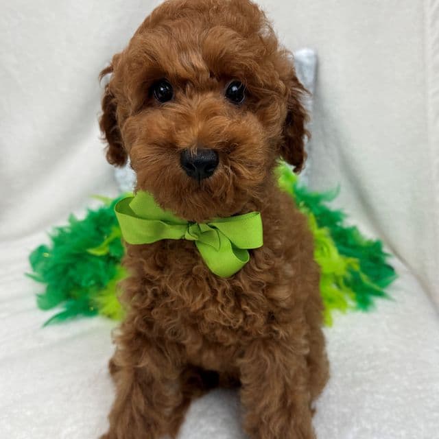 Tally Green Boy - Goldendoodle Male