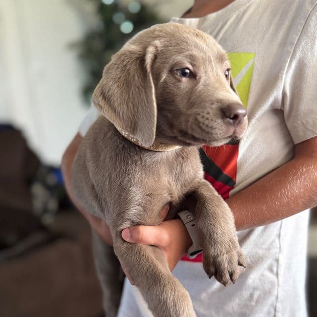 Tan Boy - Labrador Retriever Male
