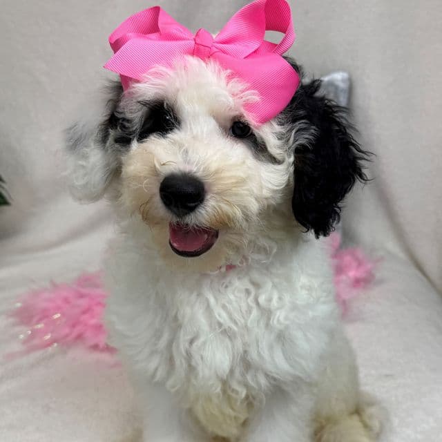 Elsa Pink Girl - Bernedoodle Female