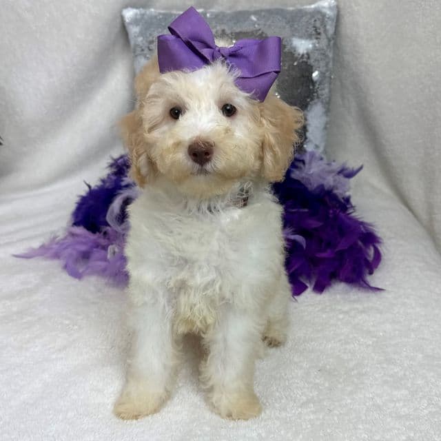 Gracie Purple Girl - Bernedoodle Female
