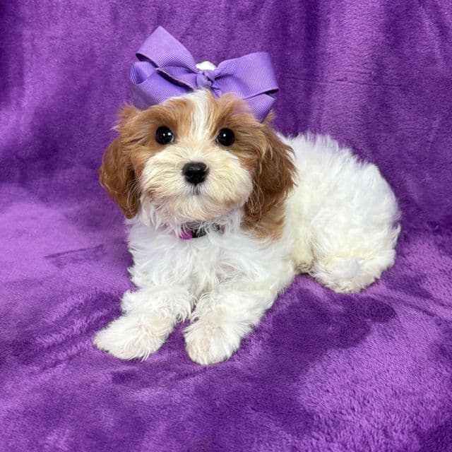 Mia Purple Girl - Cavapoo Female