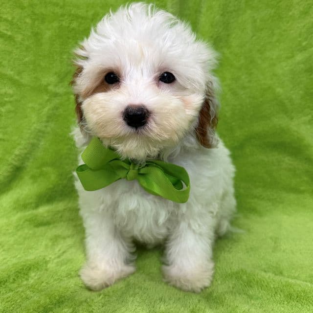 Mia Green Boy - Cavapoo Male