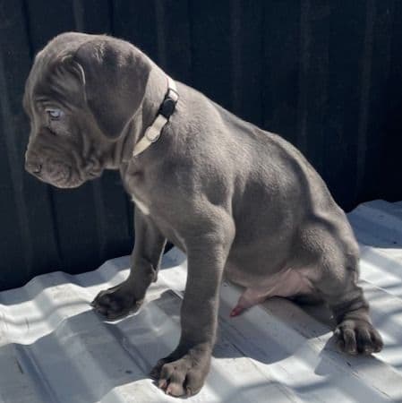 1 - Neapolitan Mastiff Male