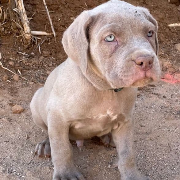 2 - Neapolitan Mastiff Male