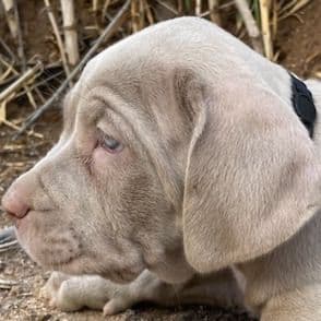 3 - Neapolitan Mastiff Male