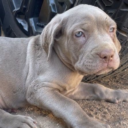 4 - Neapolitan Mastiff Male