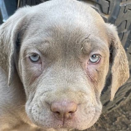 Male 4 - Neapolitan Mastiff Male