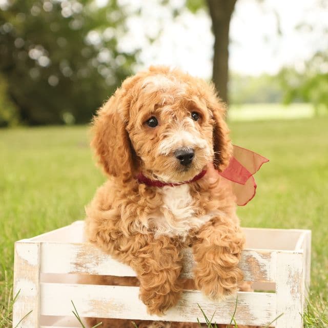 Jasmine - Goldendoodle Female