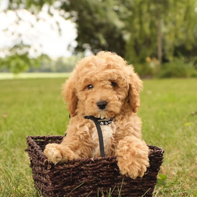 Leo - Goldendoodle Male