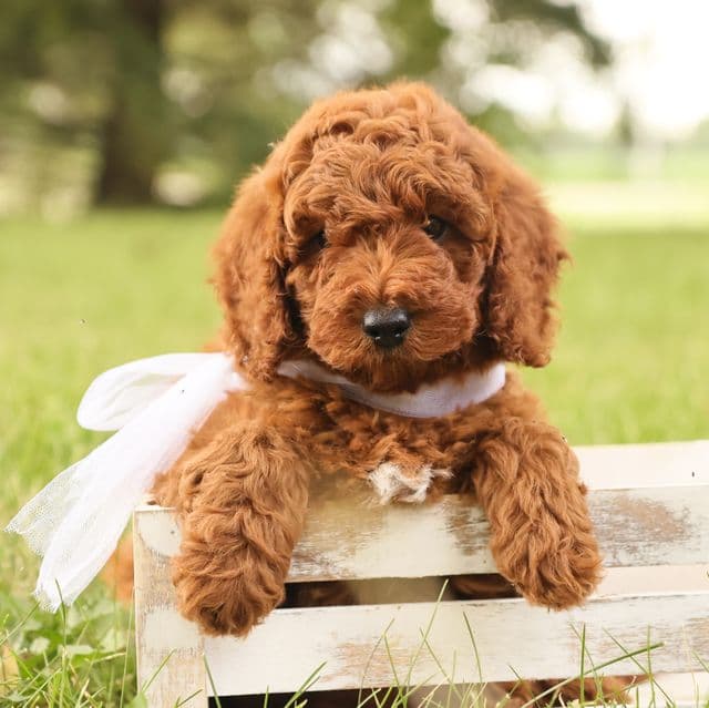 Marigold - Goldendoodle Female
