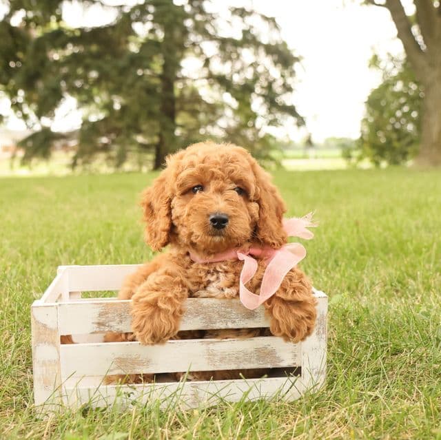 Rosie - Goldendoodle Female